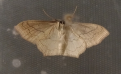 Scopula imitaria