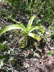 Albuca bracteata