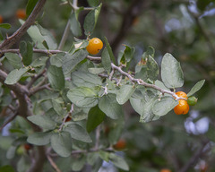 Sambucus cerulea