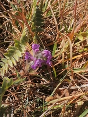 Oxytropis
