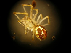 Theridion varians