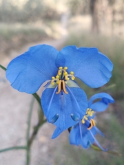 Commelina tuberosa