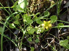 Halerpestes cymbalaria