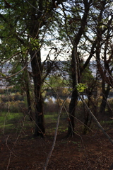 Nothofagus obliqua