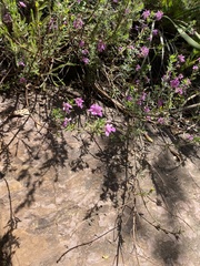 Indigofera filiformis
