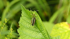 Stenobothrus lineatus