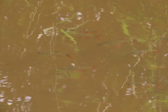 Scardinius erythrophthalmus