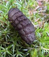 Cuterebra emasculator