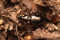 Pterostichus oblongopunctatus