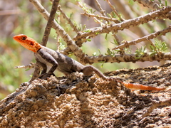 Agama planiceps