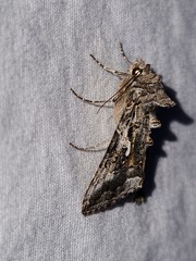 Autographa californica