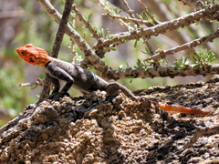 Agama planiceps