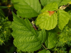 Stenobothrus lineatus