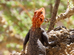 Agama planiceps