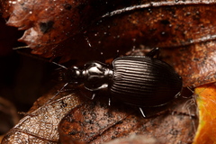 Limodromus assimilis