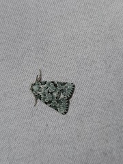 Bryolymnia viridata