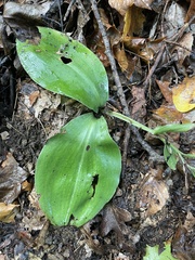 Galearis spectabilis