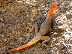 Agama planiceps