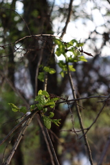 Nothofagus obliqua