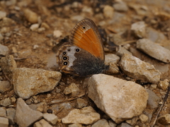 Coenonympha arcania