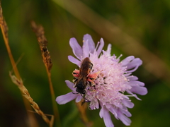 Andrena hattorfiana