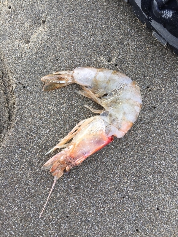southern pink shrimp