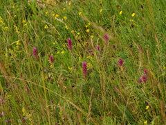 Melampyrum arvense