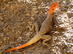 Agama planiceps