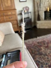 Bothriochloa barbinodis