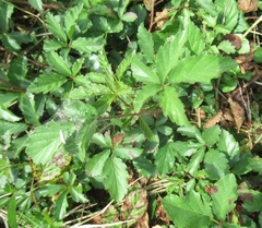 Rubus trivialis