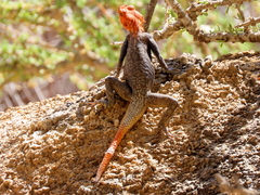 Agama planiceps