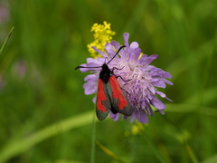 Zygaena purpuralis