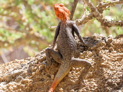 Agama planiceps