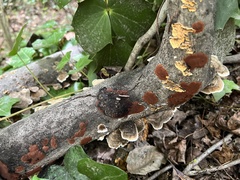 Hypoxylon rubiginosum