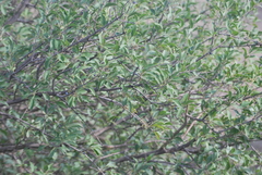 Forestiera pubescens