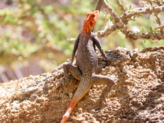 Agama planiceps