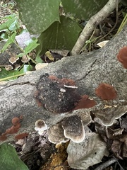 Hypoxylon rubiginosum