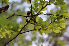 Nothofagus obliqua
