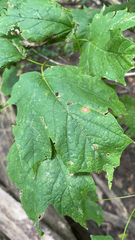 Acer nigrum
