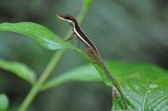 Anolis krugi