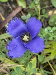 Gentianopsis crinita