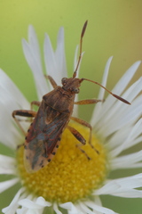 Stictopleurus abutilon