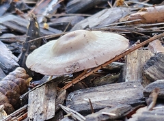 Baeospora myriadophylla