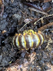Arthrophaga myriapodina
