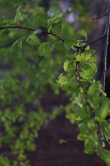 Nothofagus obliqua