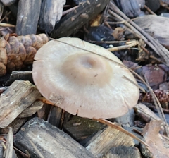 Baeospora myriadophylla