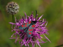 Zygaena angelicae