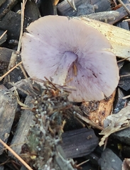 Baeospora myriadophylla