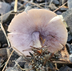 Baeospora myriadophylla