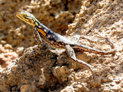 Agama planiceps
